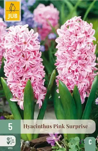 Hyacintenbollen Hyacinthus Pink Surprise - 5 stuks - Beste prijs