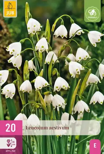 Shop nu | Leucojum Aestivum - 20 bloembollen