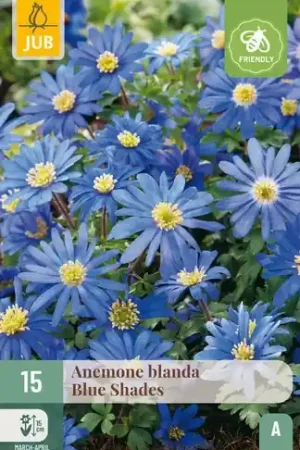 Anemone blanda Blue Shades - 15 bloembollen - Nog maar een paar beschikbaar