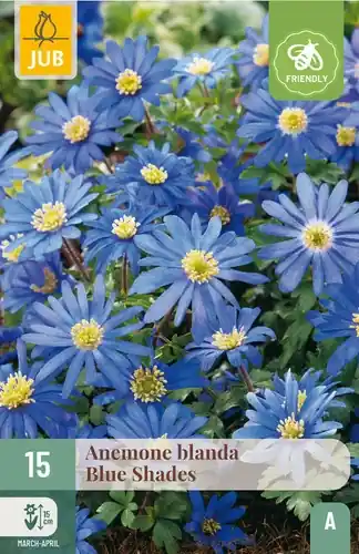 Anemone blanda Blue Shades - 15 bloembollen - Nog maar een paar beschikbaar