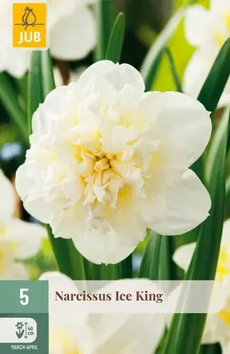 Narcissus Ice King - 5 bloembollen - Laatste stuks