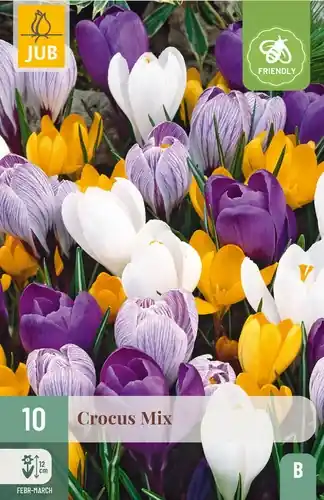 Populair | Crocus grootbloemig mix - 10 bloembollen