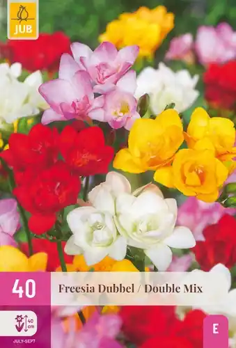 Freesia Dubbel Mix - 40 bloembollen | Nieuwe release