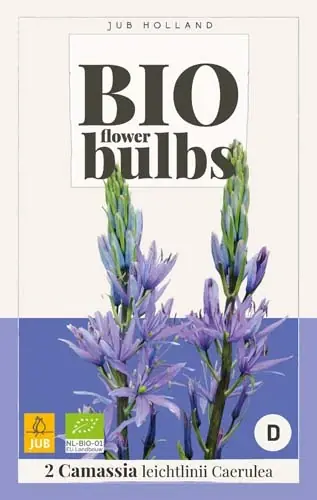 Biologische Camassia ‘Caerulea‘ - 2 stuks - Superprijs