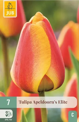 Tulpenbollen Apeldoorns Elite - 7 stuks | Net binnen