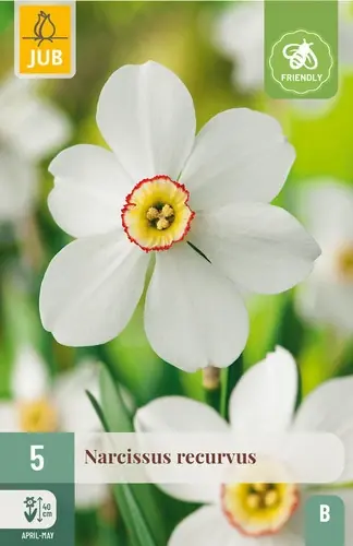 Narcissus Recurvus - 5 bloembollen | Zeer goed beoordeeld