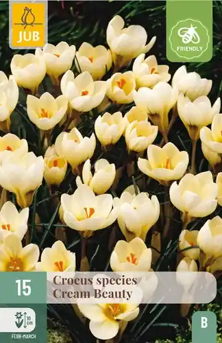 Crocus Cream Beauty - 15 bloembollen - Aanbieding
