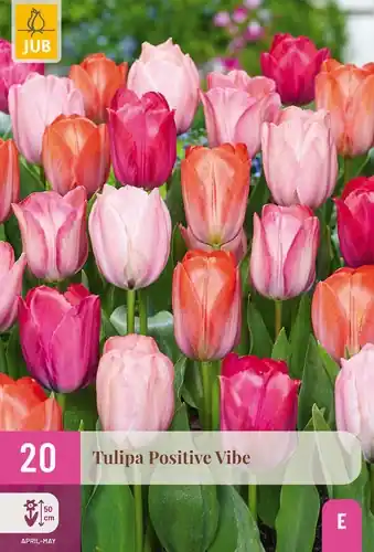 Tulpenbollen Positive Vibe - 20 stuks - Direct kopen