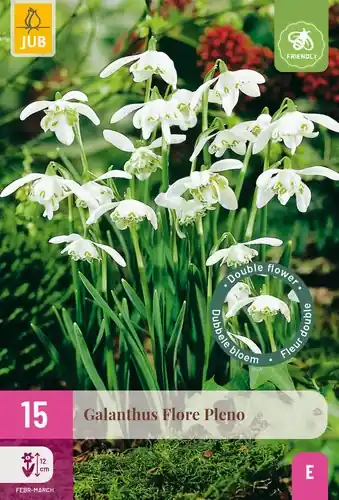 Topproduct - Galanthus Flore Pleno - 15 bloembollen