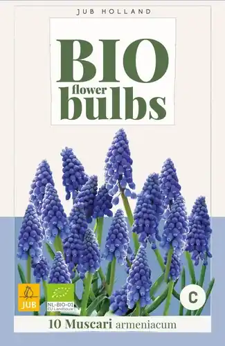 Biologische blauwe druifjes ‘Armeniacum‘ - 10 stuks | Veilig winkelen