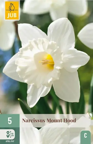 Trending - Narcissus Mount Hood - 5 bloembollen