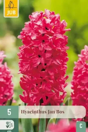Actie loopt bijna af | Hyacintenbollen Hyacinthus Jan Bos - 5 stuks