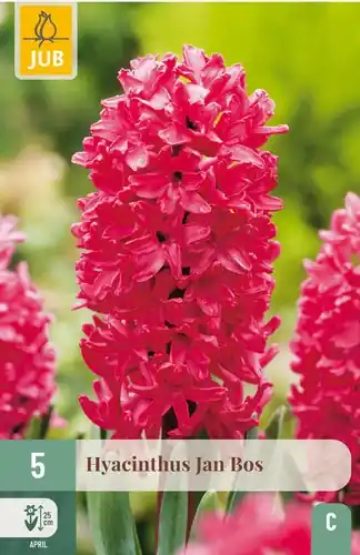 Actie loopt bijna af | Hyacintenbollen Hyacinthus Jan Bos - 5 stuks