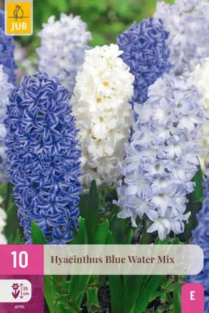 Aanbieding - Hyacinthus Blue Water Mix - 10 bloembollen