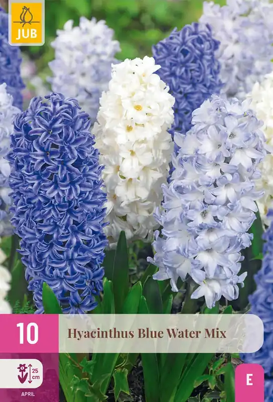 Aanbieding - Hyacinthus Blue Water Mix - 10 bloembollen