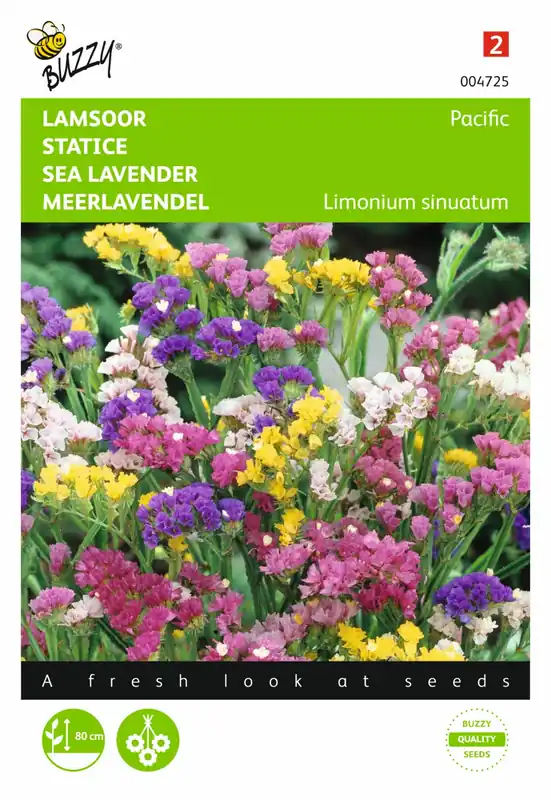 Buzzy® zaden - Limonium, Lamsoor Pacific gemengd | Snelle verzending
