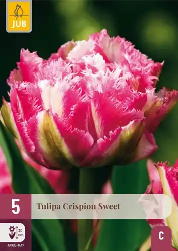 Extra korting - Tulpenbollen Crispion Sweet - 5 stuks