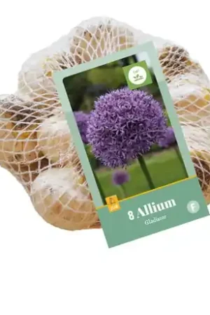 Allium Gladiator - 8 bloembollen | Direct beschikbaar