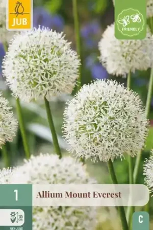 Allium Mount Everest - 1 bloembol - Superprijs