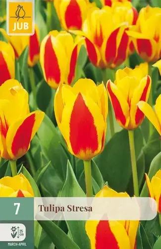 Tulpenbollen Stresa - 7 stuks | Nieuw product