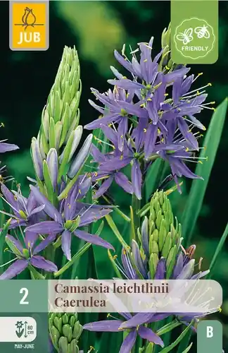 Bespaar meer - Camassia leichtlinii Caerulea - 2 bloembollen