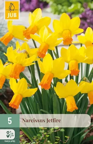 Narcissus Jetfire - 5 bloembollen | Direct bestellen