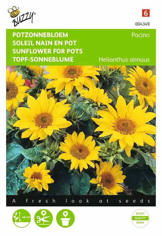 Populair bij klanten | Buzzy® zaden - Helianthus, lage Potzonnebloem Pacino