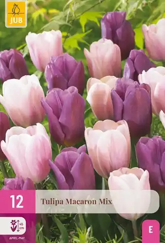 Topprijs | Tulpenbollen Macaron Mix - 12 stuks