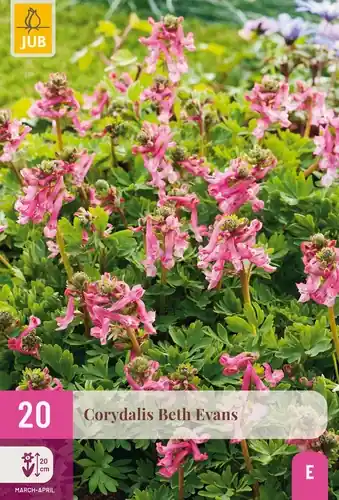 Net gelanceerd | Corydalis Beth Evans - 20 bloembollen