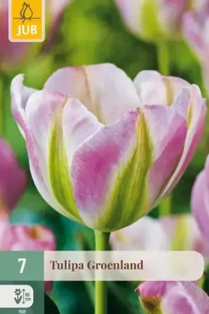 Actie | Tulpenbollen Groenland - 7 stuks