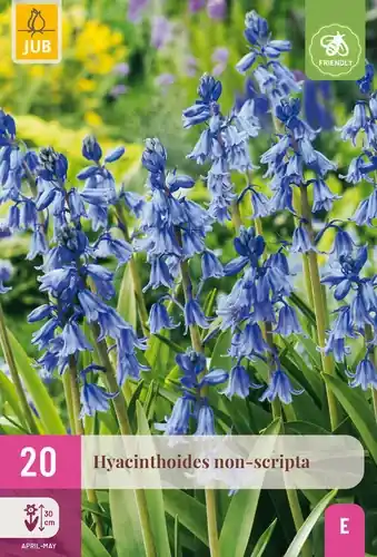 Spoedlevering - Hyacinthoides Non Scripta - 20 bloembollen