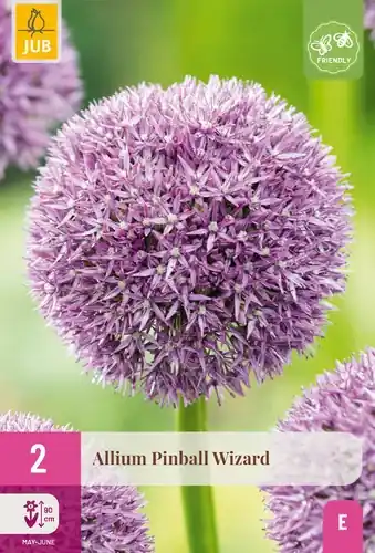 Allium Pinball Wizard - 2 bloembollen - Laatste kans
