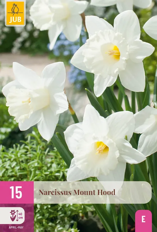 Narcissus Mount Hood - 15 bloembollen | Nieuw in het assortiment