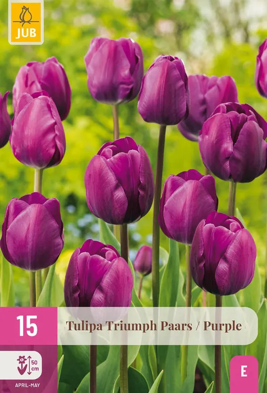 Trending - Tulpenbollen Triumph Paars - 15 stuks