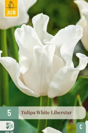 Alleen vandaag | Tulpenbollen White Liberstar - 5 stuks