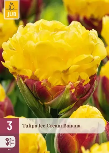 Tulpenbollen Ice Cream Banana - 3 stuks | Online kopen