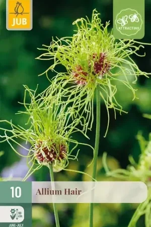 Allium Hair - 10 bloembollen | Flitsaanbieding