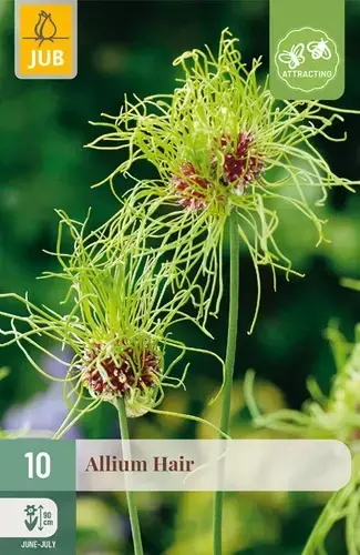 Allium Hair - 10 bloembollen | Flitsaanbieding