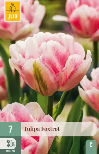 Extra voordeel - Tulpenbollen Foxtrot - 7 stuks