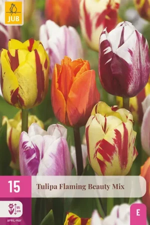 Zojuist toegevoegd - Tulpenbollen Flaming Beauty Mix - 15 stuks