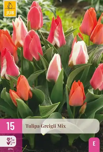 Tulpenbollen Greigii Mix - 15 stuks | Veel gekozen