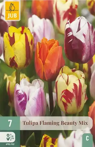 Net toegevoegd - Tulpenbollen Flaming Beauty Mix - 7 stuks