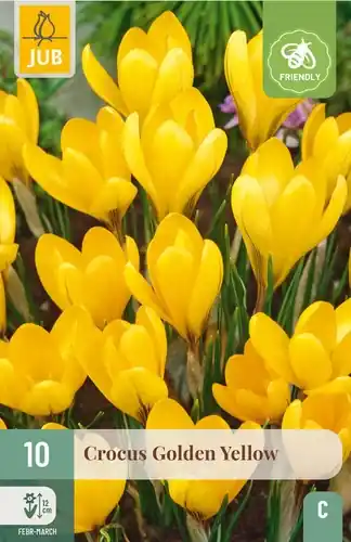 Mis het niet - Crocus Golden Yellow - 10 bloembollen