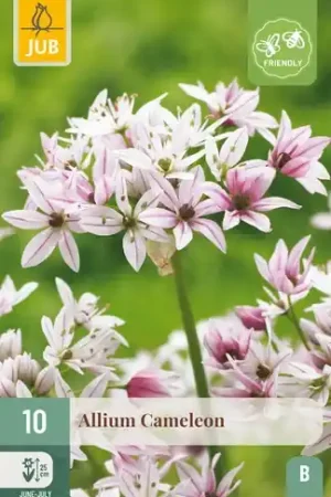 Allium Cameleon - 10 bloembollen - Aanbieding loopt bijna af