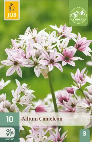 Allium Cameleon - 10 bloembollen - Aanbieding loopt bijna af