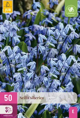 Scilla Siberica - 50 bloembollen | Laatste dagen