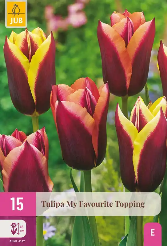 Tulpenbollen My Favourite Topping - 15 stuks | Voordelig