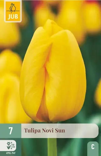 Tulpenbollen Novi Sun - 7 stuks - Klantfavoriet