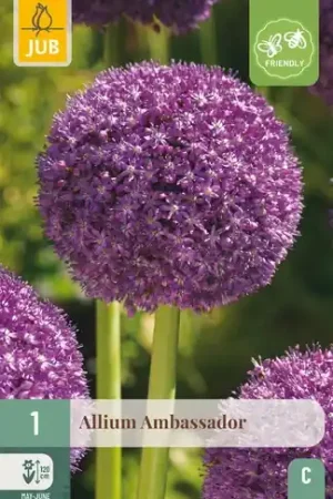 Allium Ambassador - 1 bloembol | Professionele kwaliteit