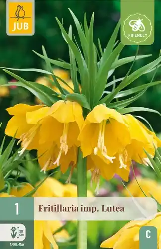 Fritillaria Lutea - 1 bloembol | Actie